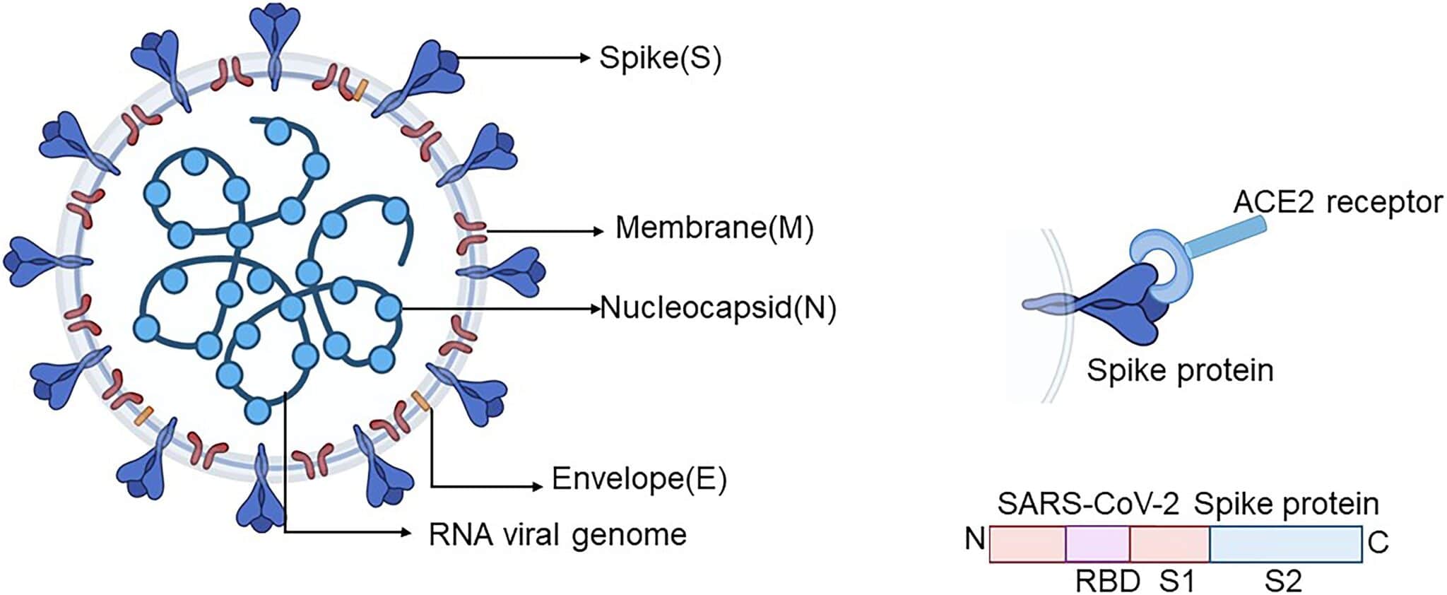 Credits: Min, L., & Sun, Q. (2021). Antibodies and Vaccines Target RBD of SARS-CoV-2. Frontiers in Molecular Biosciences, 8, 247.