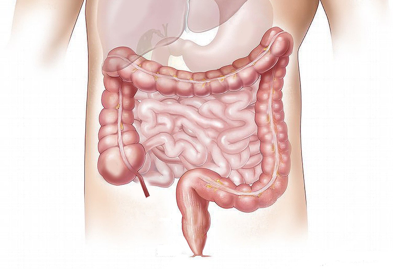 Il colon è il tratto terminale dell'apparato digerente. La sua parete dall'interno verso l'esterno è costituita da: la tonaca mucosa, la tonaca sottomucosa, la tonaca muscolare, la tonaca sierosa.