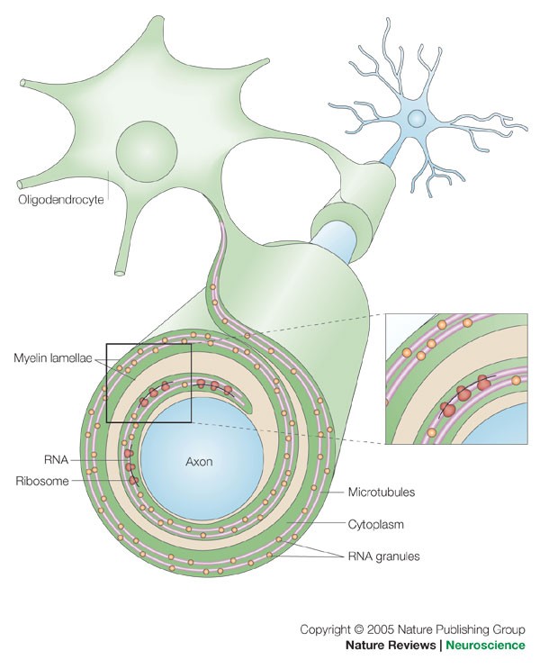 Credits: Mechanisms of axon ensheathment and myelin growth, Nature Reviews, https://www.nature.com/articles/nrn1743