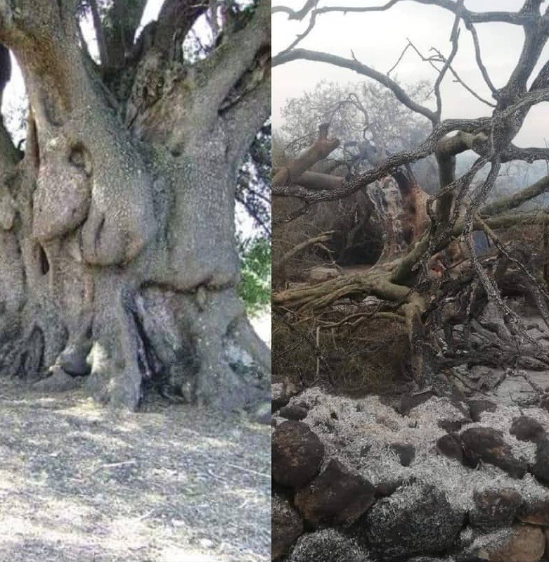 Ulivo Sa Tanca Manna