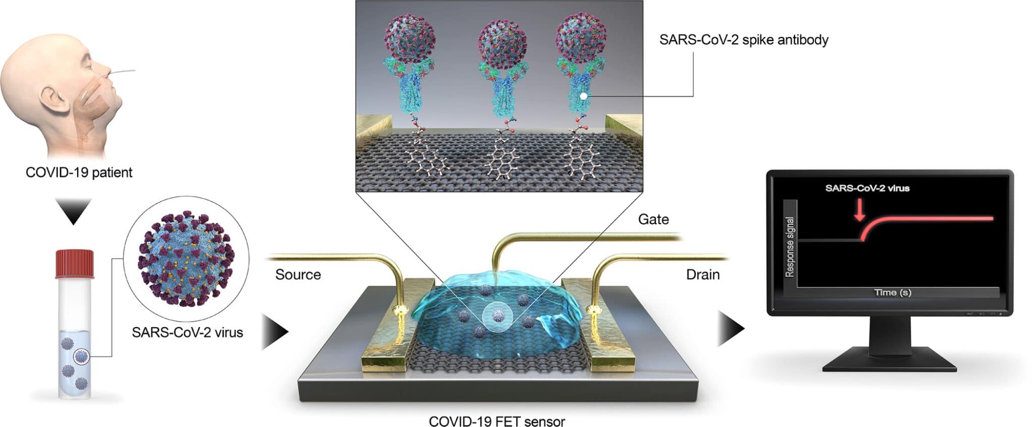 Rivelamento del SARS-CoV2 con GFET. Credits: Carbon Trends Volume 2, January 2021, 100011