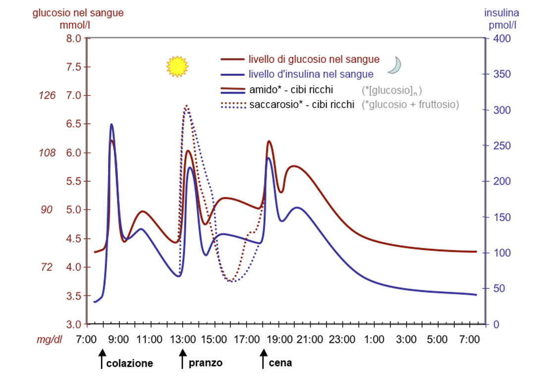 Andamento della glicemia nelle 24 ore. Fonte: Wikipedia