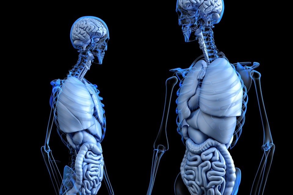 Trapianti: organi di provenienza animale e organi prodotti in laboratorio