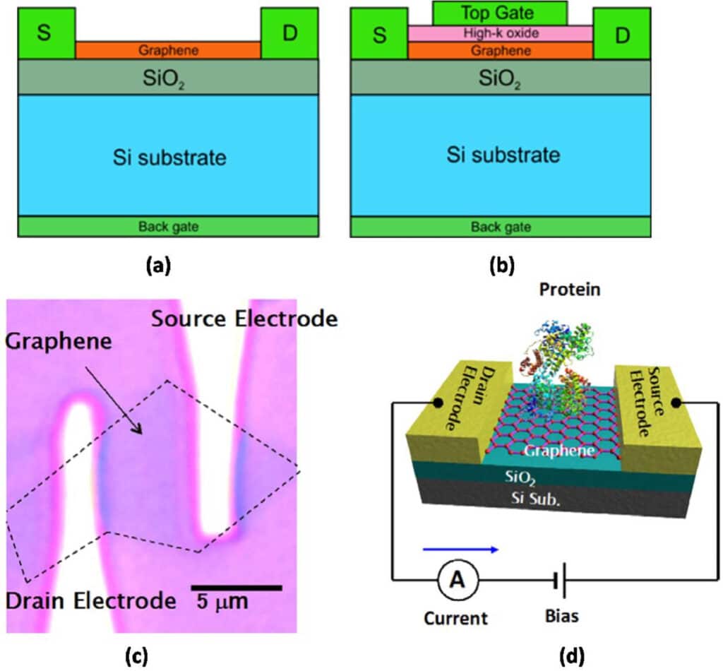  (a) Struttura del back-gate GFET; (b) Struttura del top-gate GFET; (c) Immagine al microscopio ottico del GFET; (d) biosensore con GFET. Credits: Carbon Trends Volume 2, January 2021, 100011