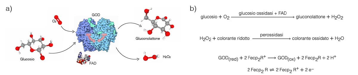  a) Reazione della glucosio ossidasi. b) Sequenza di reazione a partire dalla GOD, sia per il sensore reflettometrico che per quello amperometrico.