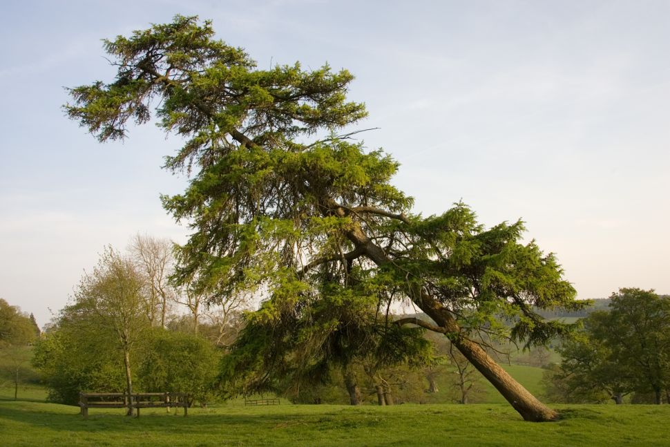 Il cosiddetto gravitopismo, stimolo ricevuto dalle piante per captare la direzione della gravità, darebbe origine a strani posizionamenti di alberi e vegetali. Crediti: Tim Graham, Getty Images