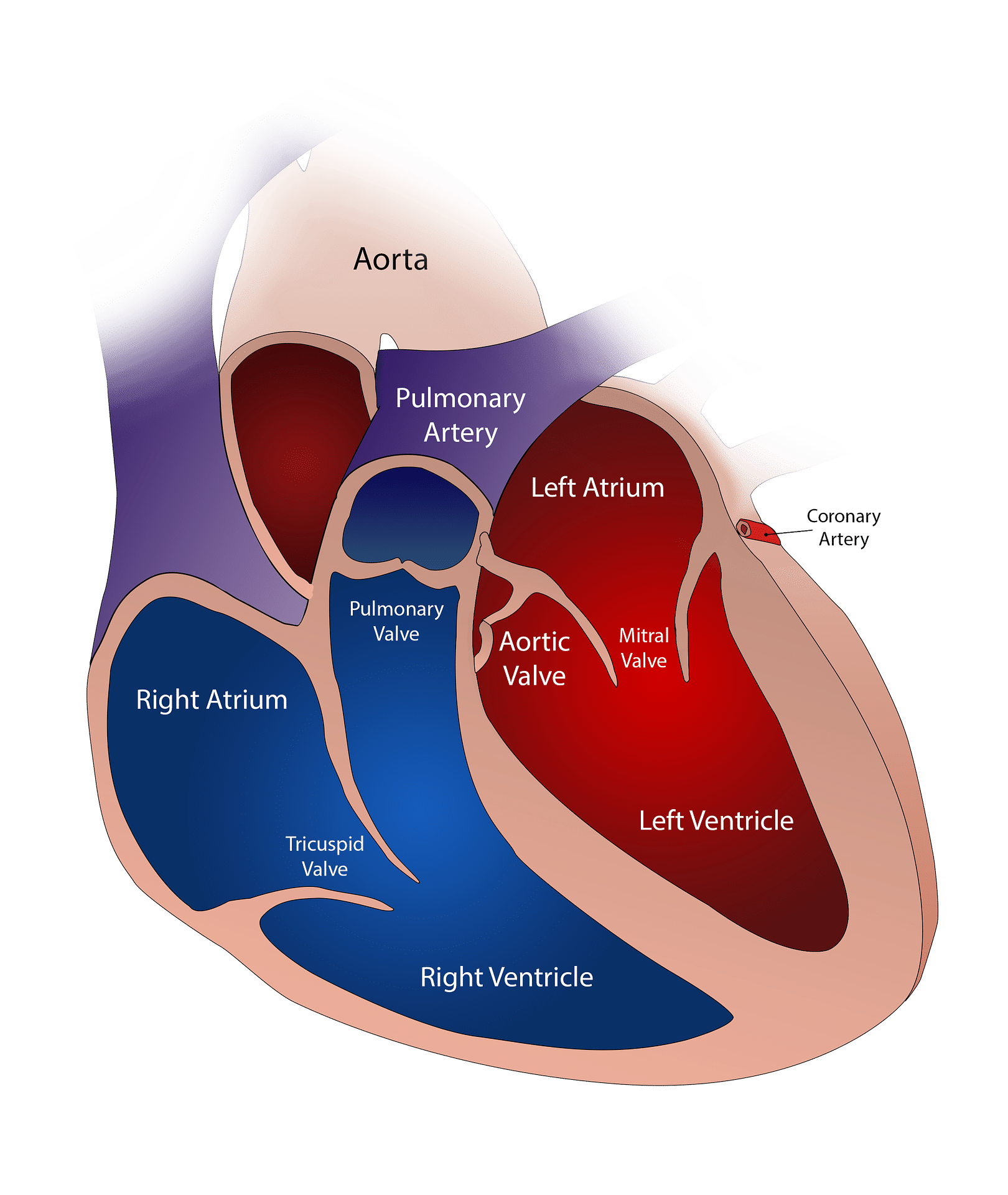 Il pacemaker cardiaco è un dispositivo elettronico che permette di normalizzare le contrazioni del cuore quando sono troppo velocemente, troppo lentamente o in modo irregolare.