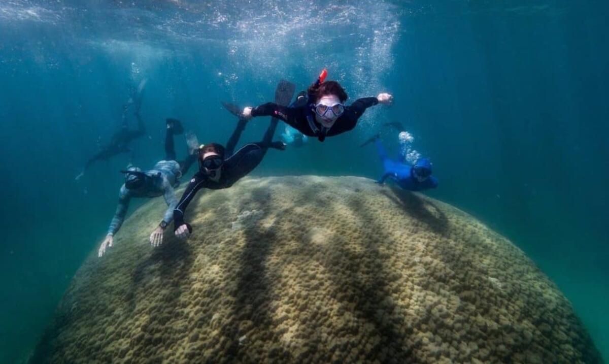 Muga dhambi: scoperto il corallo gigante nella Grande barriera corallina - 