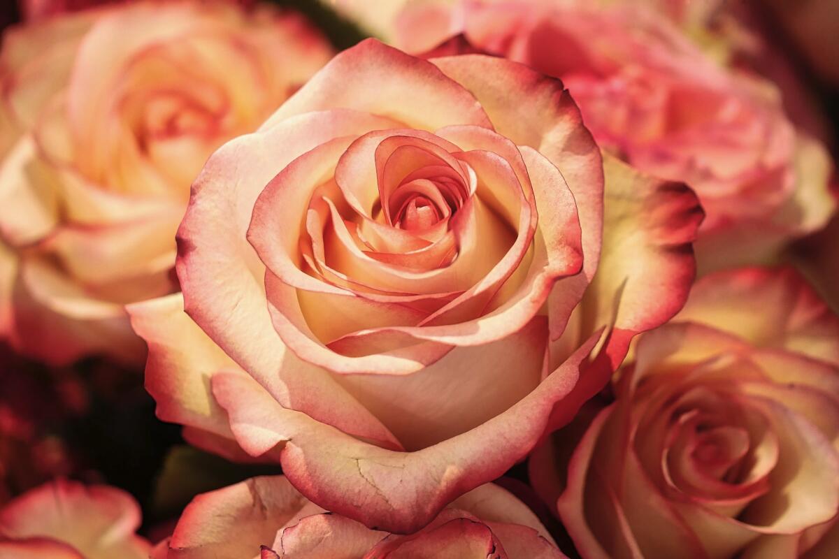 Antiossidanti naturali: l'interessante scoperta sui petali di Rosa - Antiossidanti naturali: l'interessante scoperta sui petali di Rosa