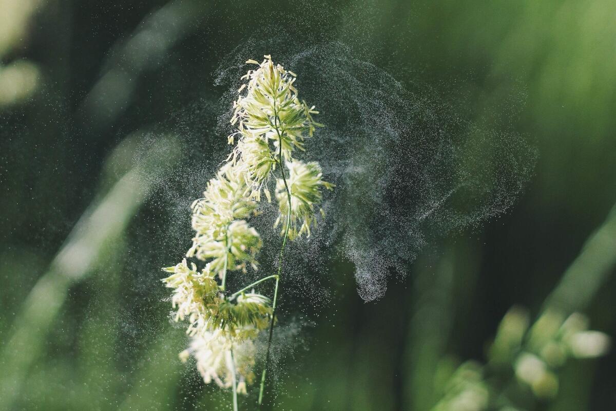 Come possiamo distinguere le allergie dalle intolleranze? - Come possiamo distinguere le allergie dalle intolleranze?
