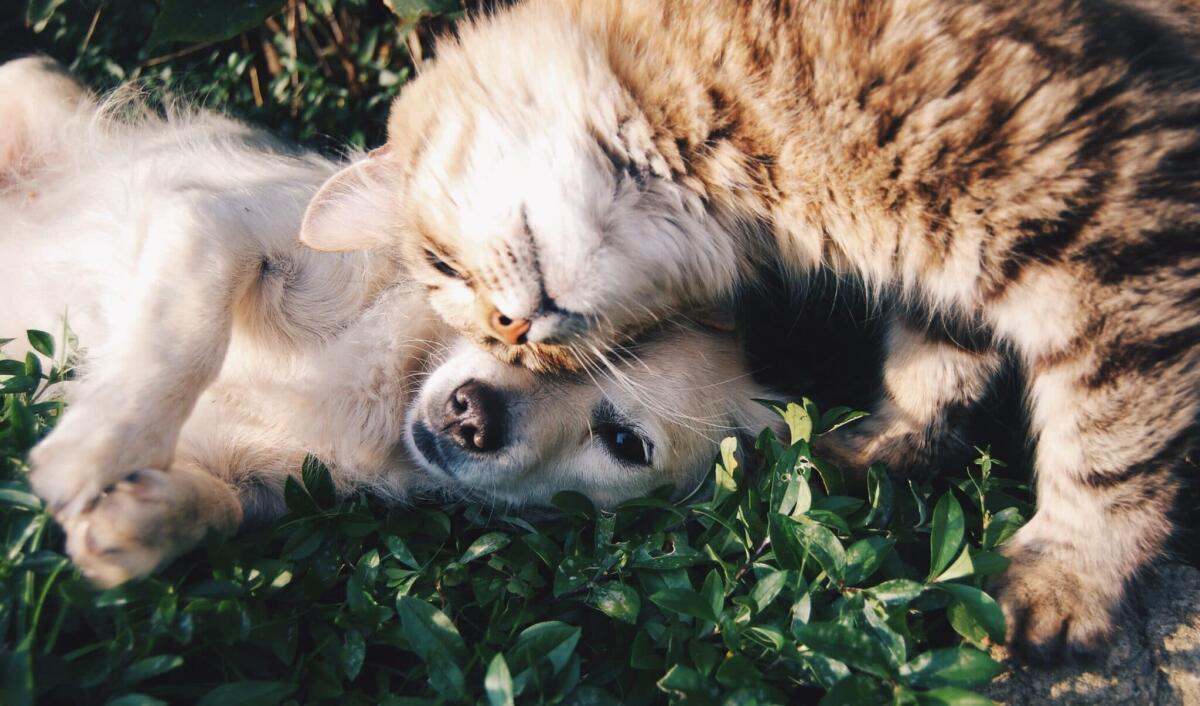 Assicurazione sanitaria animali domestici: come funziona - 