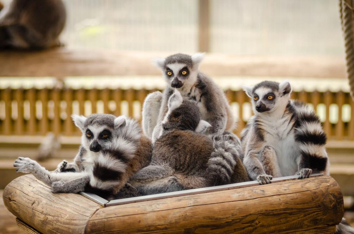 Sono state trovate prove di resistenza agli antibiotici nella pancia dei lemuri - Sono state trovate prove di resistenza agli antibiotici nella pancia dei lemuri