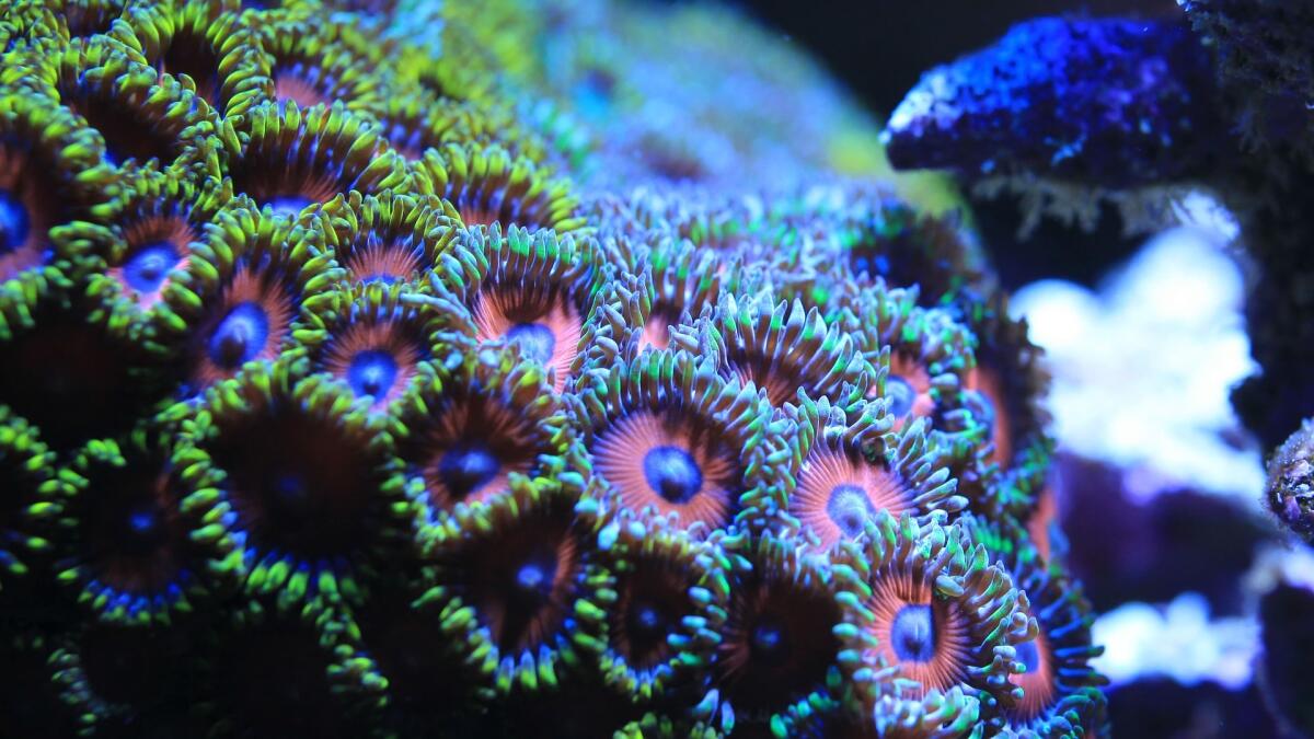 Dorsale di Gorda: la web food oceanica parte da qui - 
