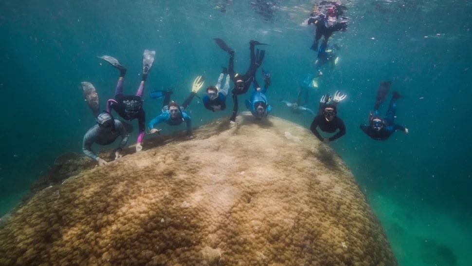 Muga dhambi: scoperto il corallo gigante nella Grande barriera corallina