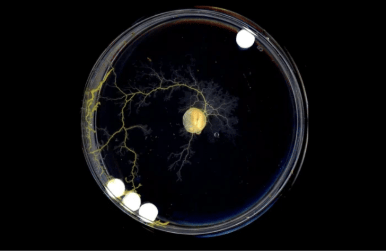 Piastra di Petri contenente Blob e i dischetti di vetro. Credits: Tufts University and Harvard University