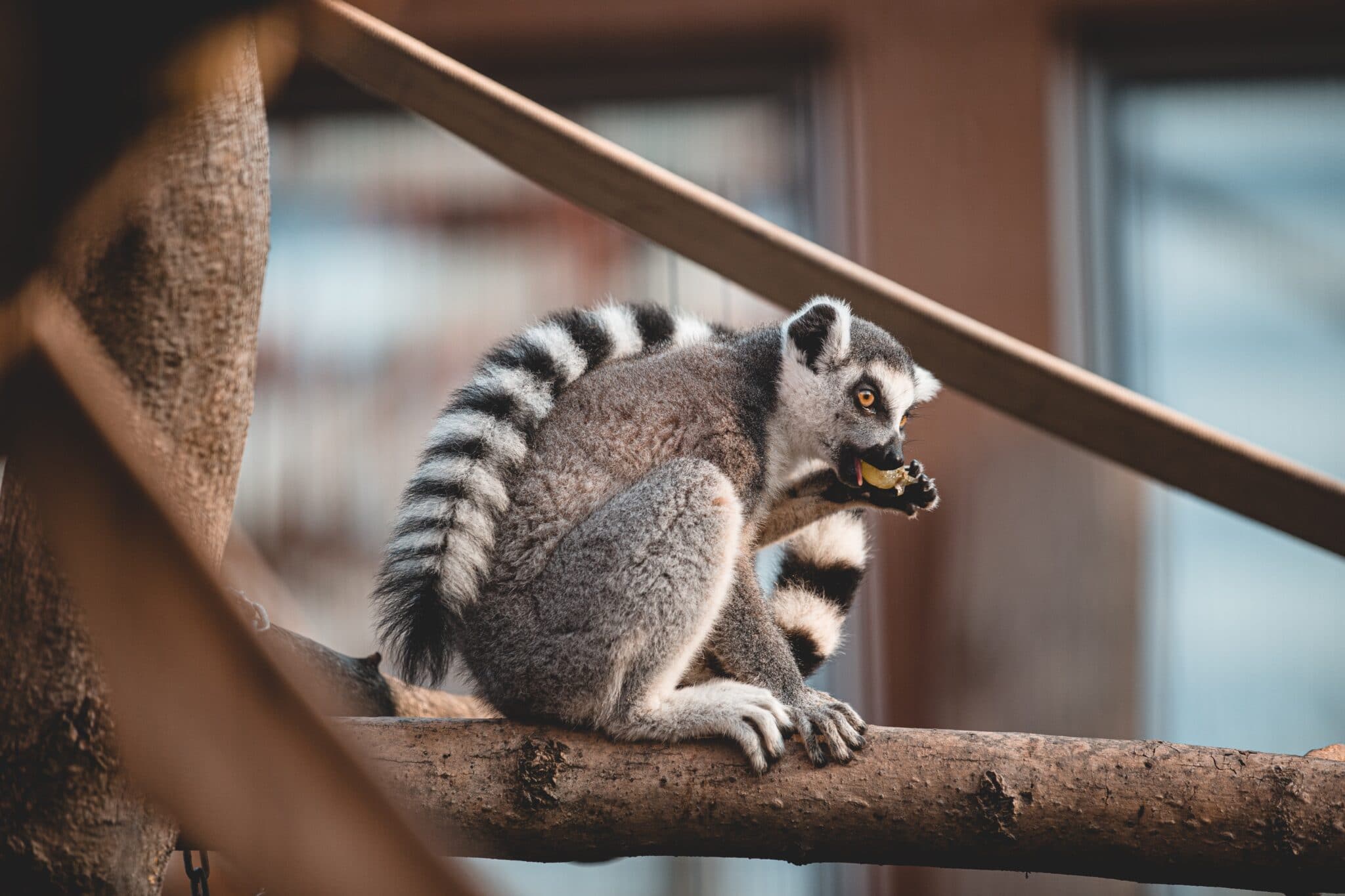Sono state trovate prove di resistenza agli antibiotici nella pancia dei lemuri