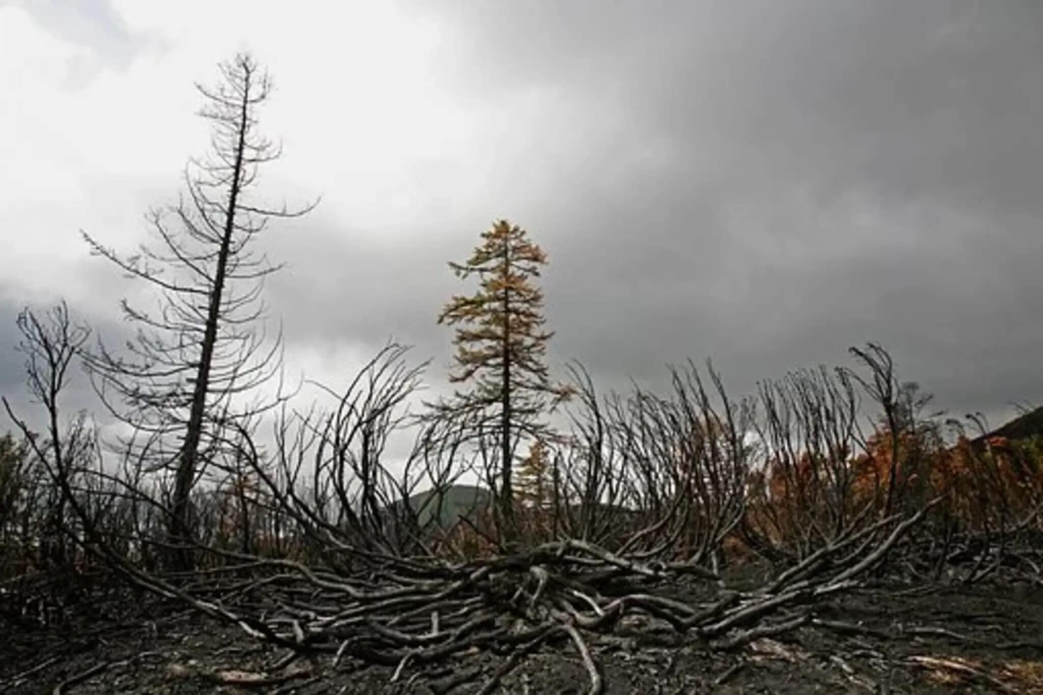 Emergenza incendi: un pianeta avvolto dal fuoco