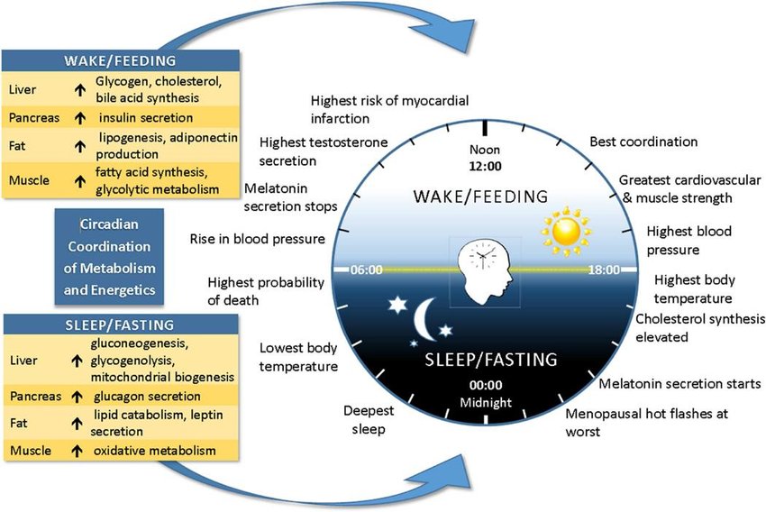 Il ritmo circadiano umano. Credits: Antoni, R., Johnston, K. L., Collins, A. L., & Robertson, M. D. (2017). Effects of intermittent fasting on glucose and lipid metabolism. Proceedings of the Nutrition Society, 76(3), 361-368.