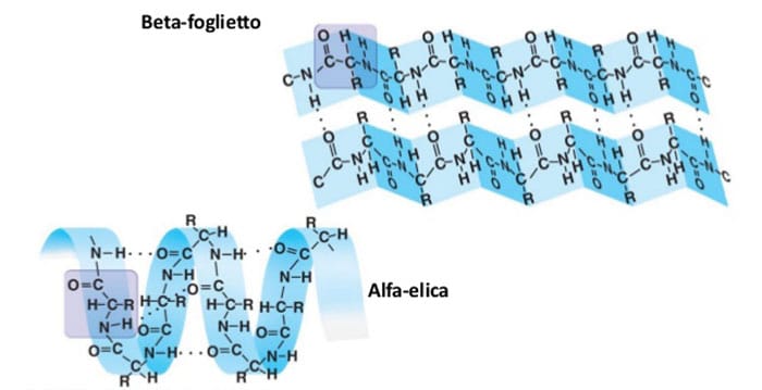 la conversione da alfa-elica a beta-foglietto è responsabile dell'insorgenza di malattie neurodegenerative