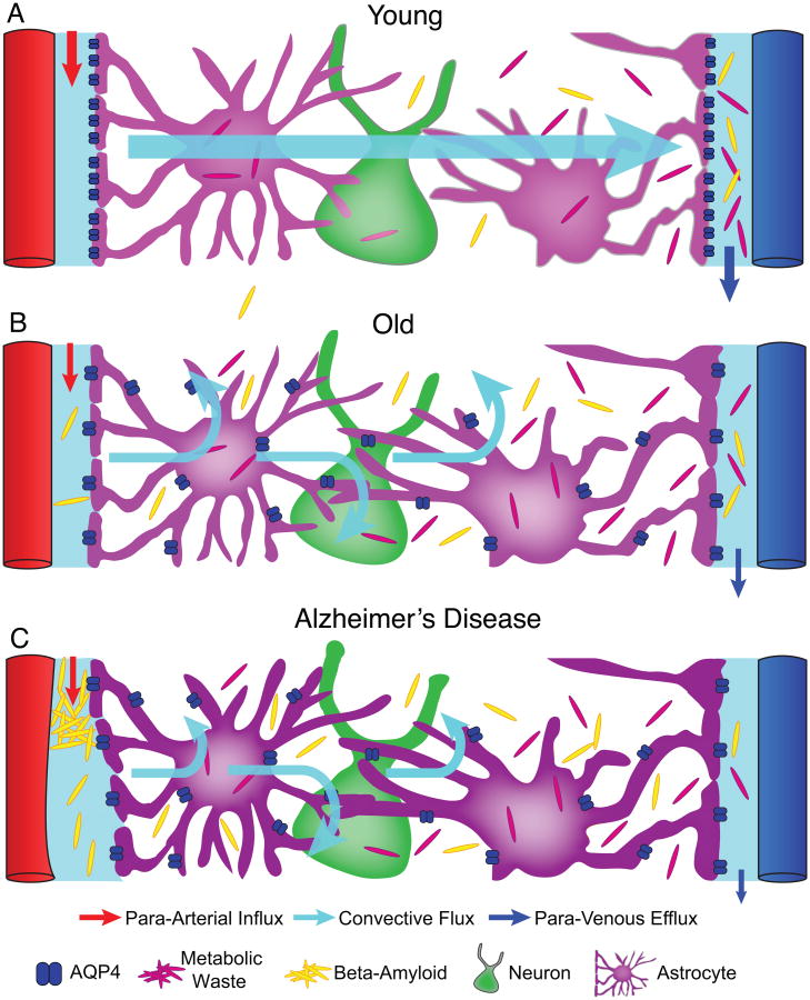 il sistema glinfatico e le malattie neurodegenerative