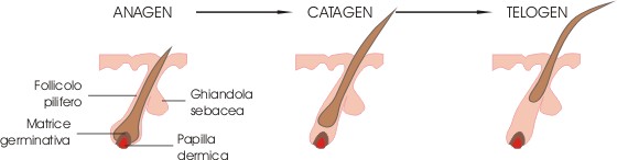 I peli e i capelli hanno una crescita ciclica, in cui ogni ciclo è caratterizzato da: fase anagen, fase catagen e infine fase telogen.