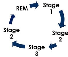 Il normale ciclo del sonno. Credits: Smiley, A., Wolter, S., & Nissan, D. (2019). Mechanisms of association of sleep and metabolic syndrome. J Med-Clin Res & Rev, 3(3), 1-9.