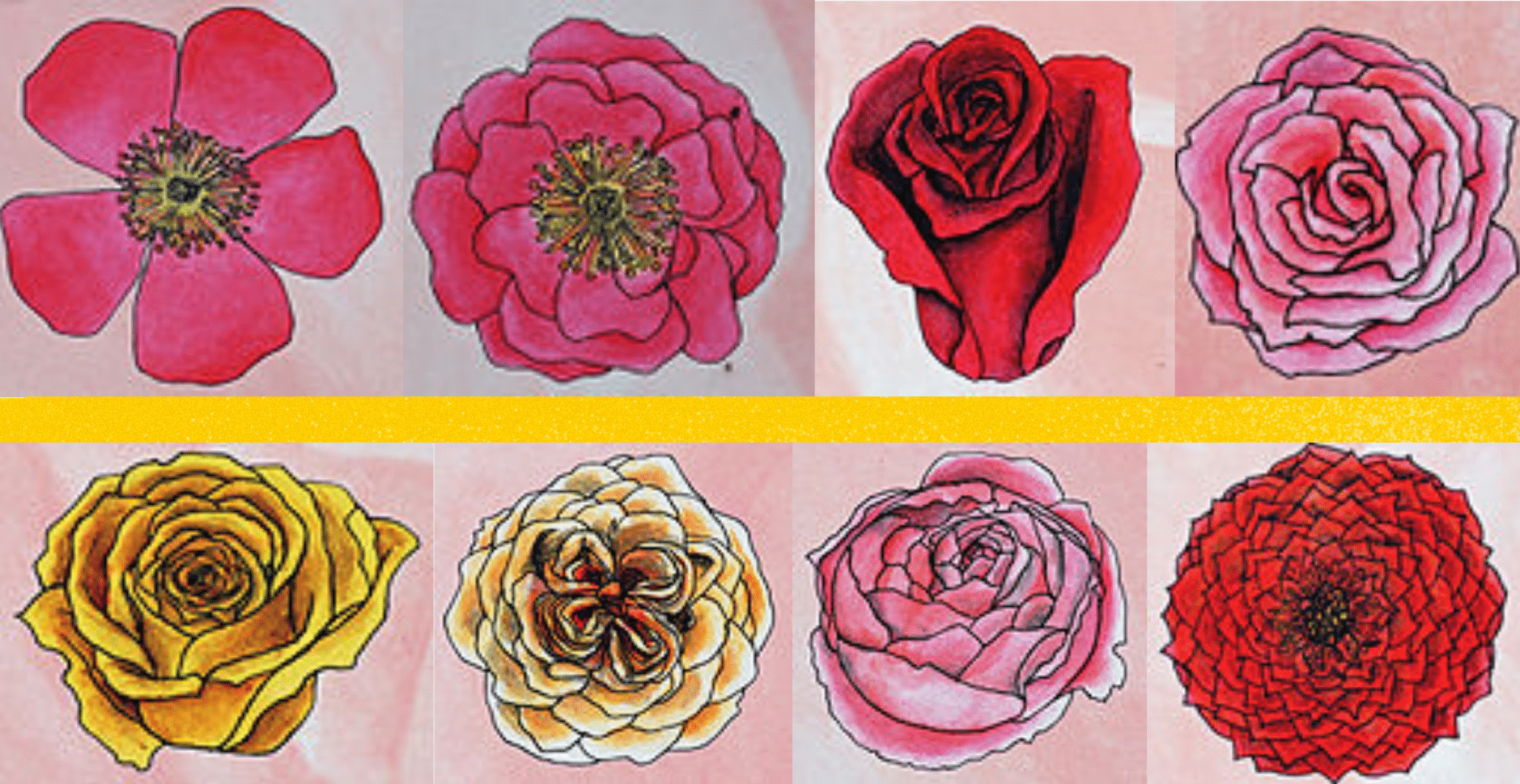 Forme del fiore del genere Rosa: piatta, a coppa, a punta, a rosetta, a vaso, a quarti di rosetta, a coppa profonda, a pompon.