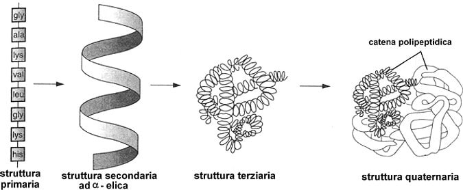 strutture delle proteine viene sfruttata per sviluppare tecniche per diagnosticare le malattie neurodegenerative