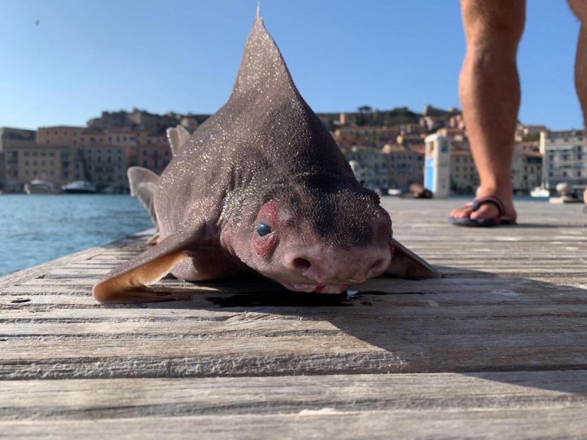 Pesce porco trovato all’isola d’elba: un ritrovamento inaspettato - 