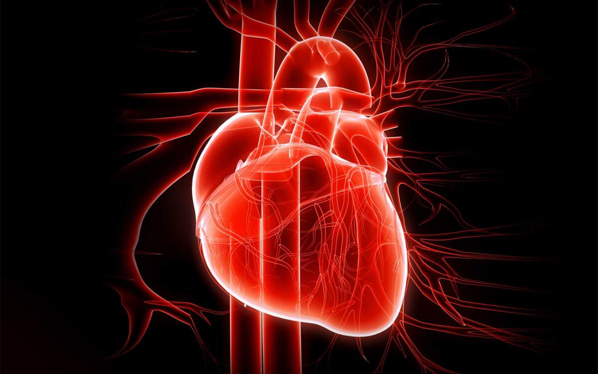 Il ciclo cardiaco cosa racchiude? Un singolo battito in slow-motion - ciclo cardiaco