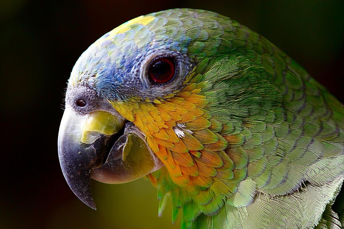 Il cambiamento climatico sta facendo cambiare forma ad alcuni animali - 