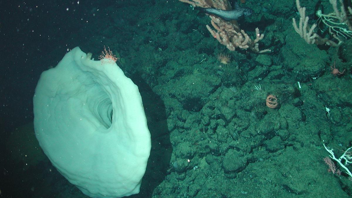 Estrazione mineraria nelle profondità oceaniche: l'allarme dei ricercatori - 