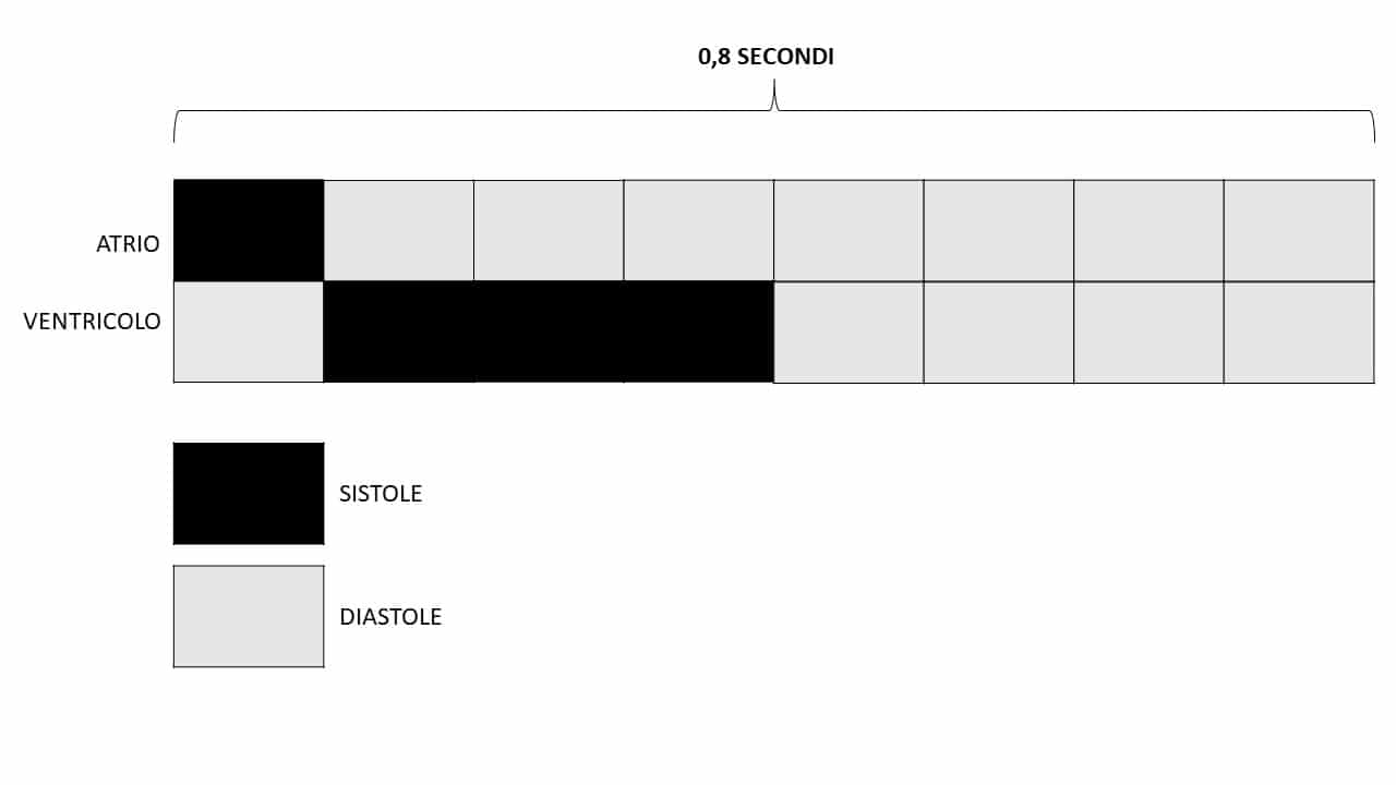 Rappresentazione schematica della fasi di sistole e diastole (atriale e ventricolare)  e i rispettivi secondi