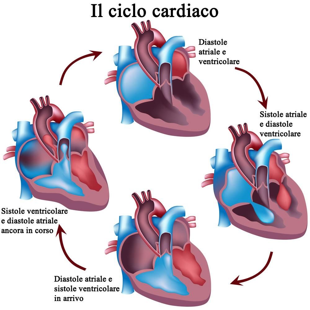 Le fasi del ciclo cardiaco