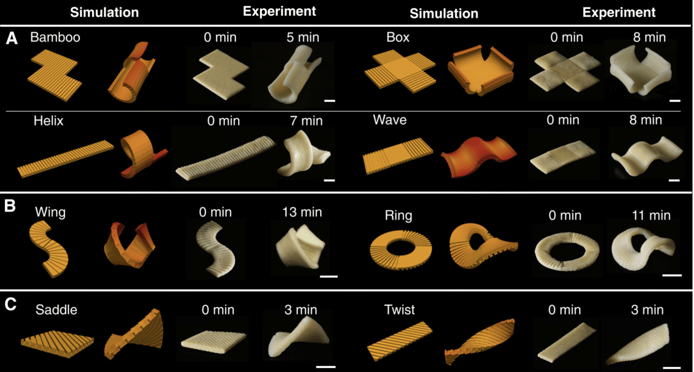 Immagine raffigurante i risultati degli esperimenti relativi a diverse forme di pasta. Credits: Science Advances