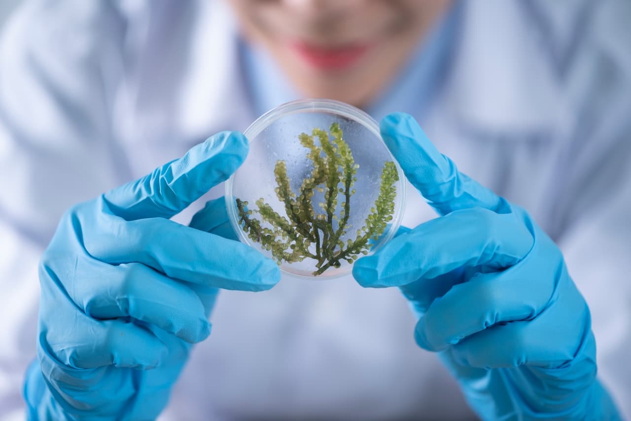 Tè verde e Covid: uno studio che unisce la ricerca di farmaci antivirali al mondo "green"