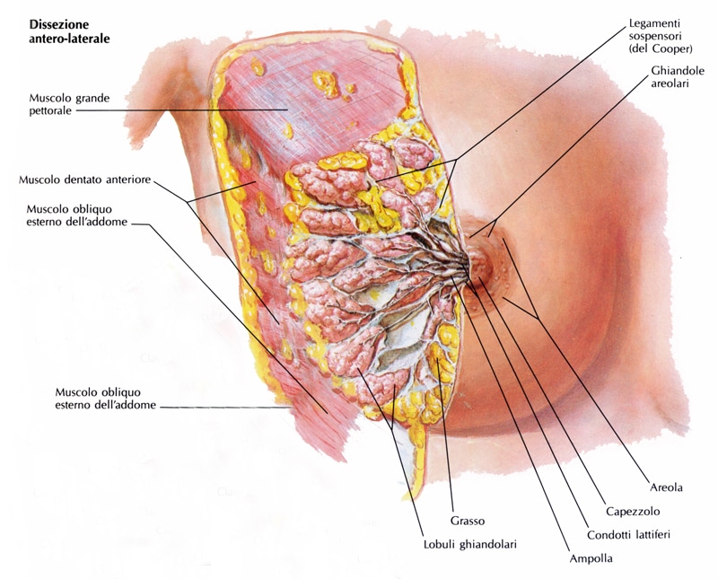Anatomia del seno. Credits: Seno e senologia