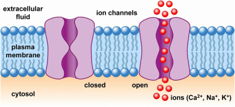 Rappresentazione schematica dei canali ionici che attraversano la membrana di una cellula.Credits: cytherapharm.com