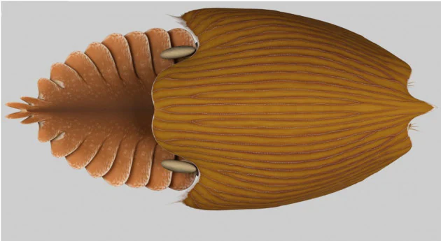 Trovato l’enorme fossile marino vissuto oltre 500 milioni di anni fa