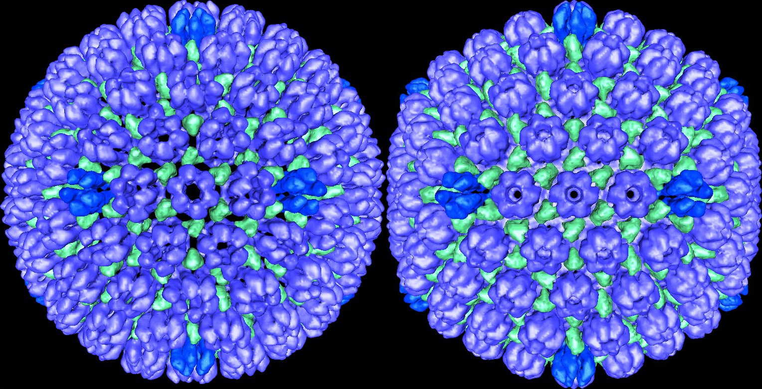 L'immagine a sinistra è il procapside (involucro proteico esterno) del virus dell'herpes simplex di tipo 1 (HSV1). L'immagine a destra è il capside maturo dello stesso virus. Credits: NIH