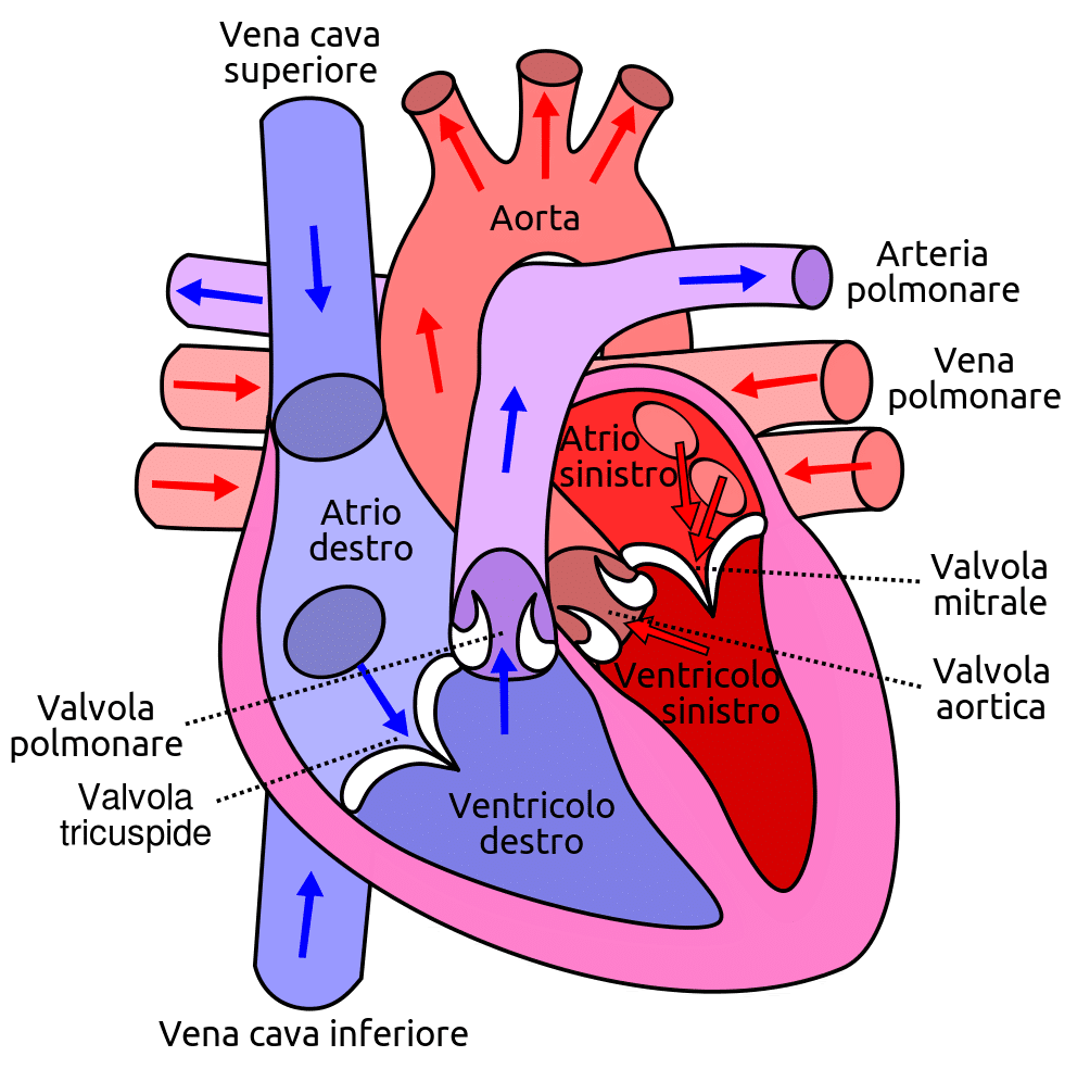 Immagine rappresentativa del cuore con le quattro camere e il sistema circolatorio
