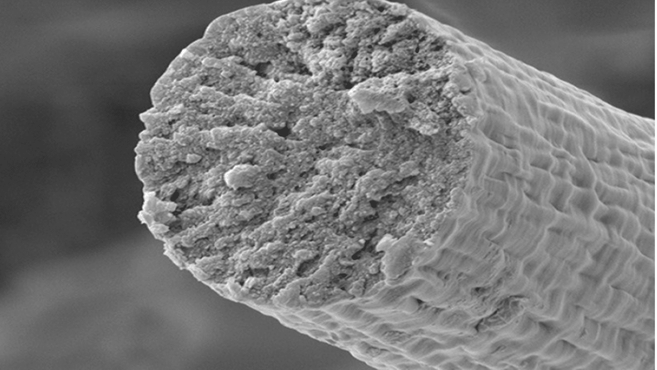 L'immagine al microscopio elettronico a scansione di una fibra muscolare sintetica. Credits: Fuzhong Zhang Lab