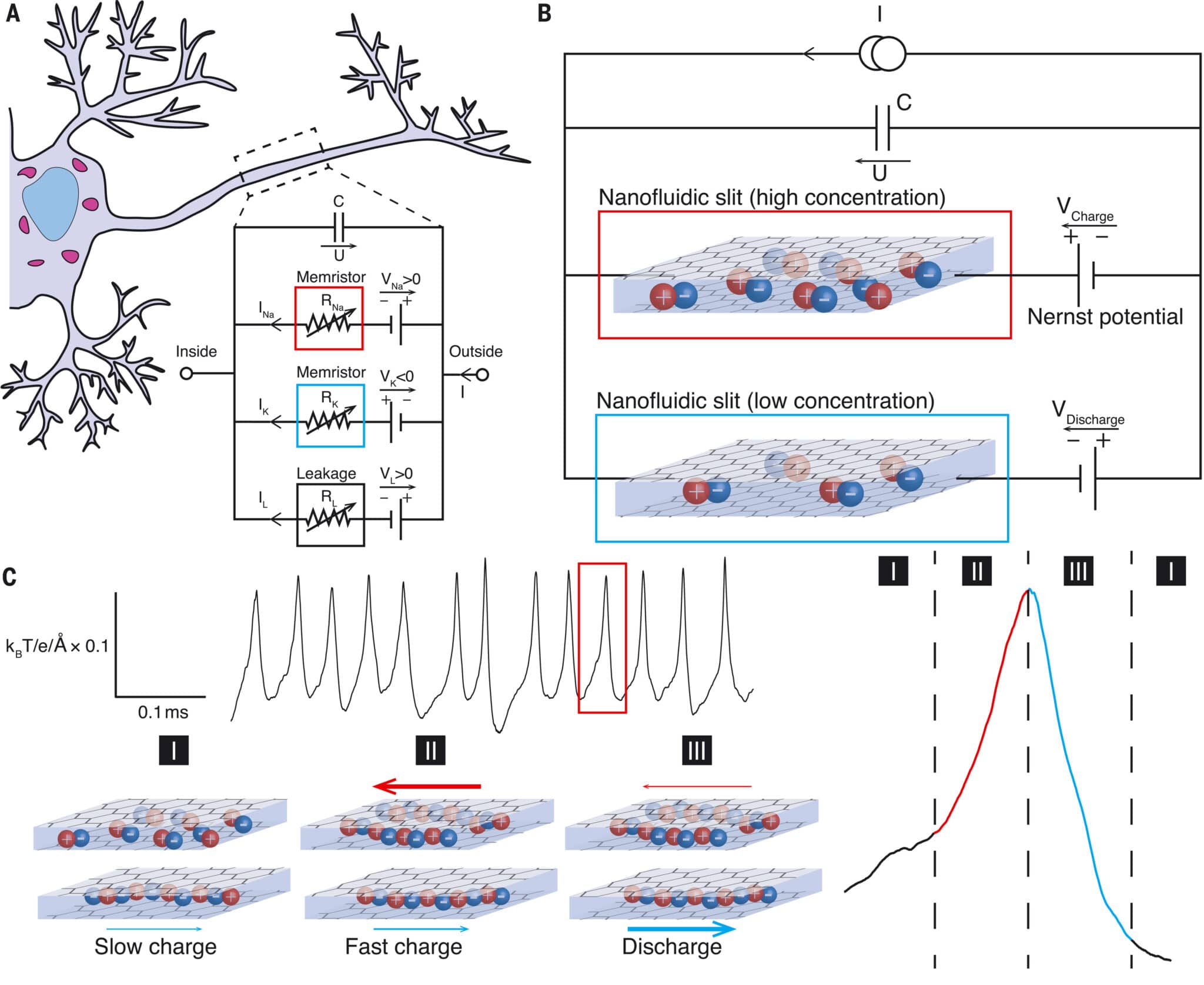 Neurone Hodgkin-Huxley artificiale da memristori ionici 2D. Credits: Robin, P., Kavokine, N., & Bocquet, L. (2021). Modeling of emergent memory and voltage spiking in ionic transport through angstrom-scale slits. Science, 373(6555), 687-691.