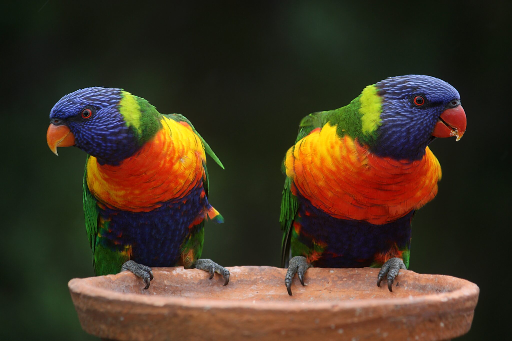 Il cambiamento climatico sta facendo cambiare forma ad alcuni animali