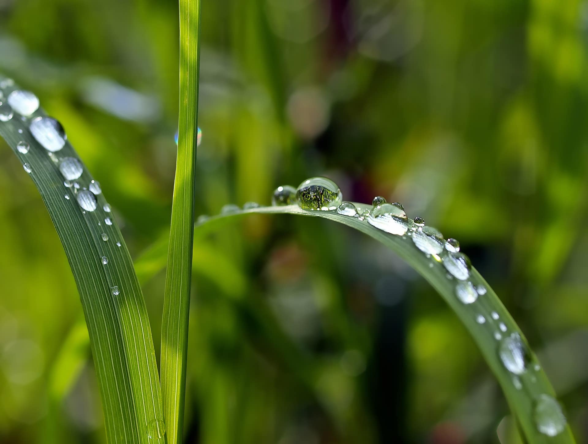 Le gocce di rugiada assumono una forma sferica per minimizzare la superficie e di conseguenza anche la loro l’energia. (Fonte: kie-ker da Pixabay)