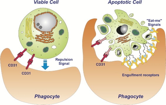 Credits: Erwig, L. P., & Henson, P. M. (2008). Clearance of apoptotic cells by phagocytes. Cell Death & Differentiation, 15(2), 243-250.