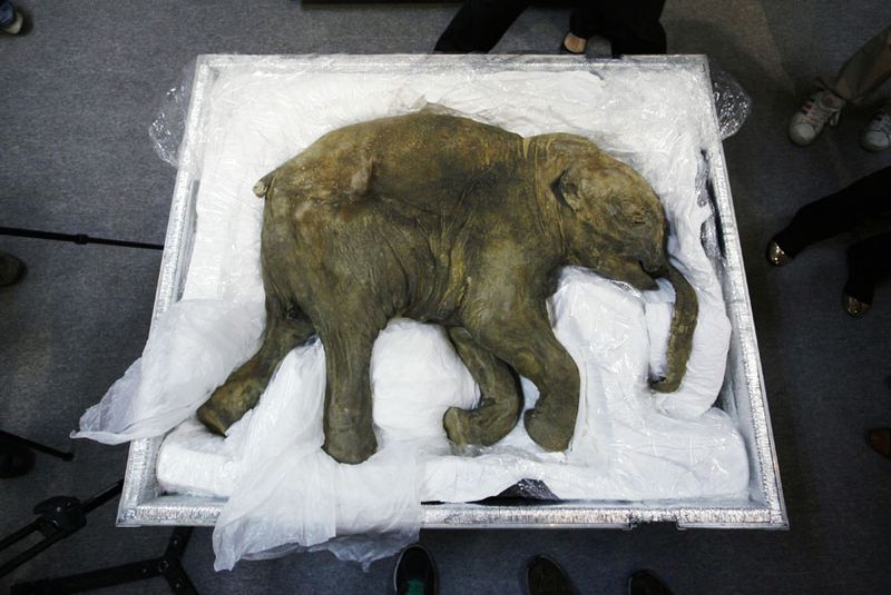 I resti di un cucciolo di mammut ben conservato, di nome Lyuba, esposto a Hong Kong nel 2012.  Credits: Aaron Tam/AFP/Getty Images