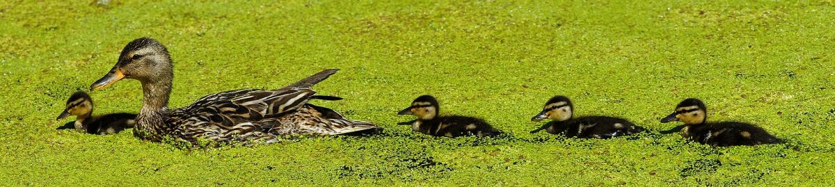 Perché le anatre nuotano in fila dietro la madre? - 
