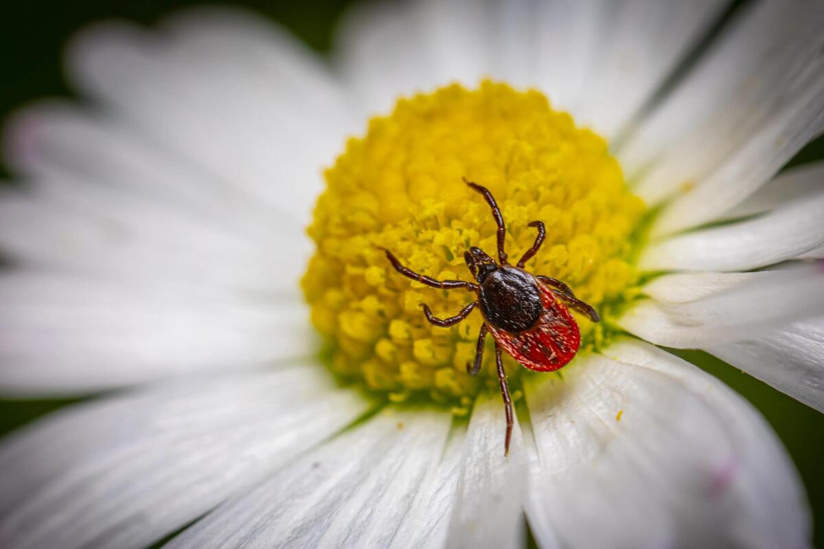 Malattia di Lyme: una nuova cura potrebbe portare alla sua eradicazione - 