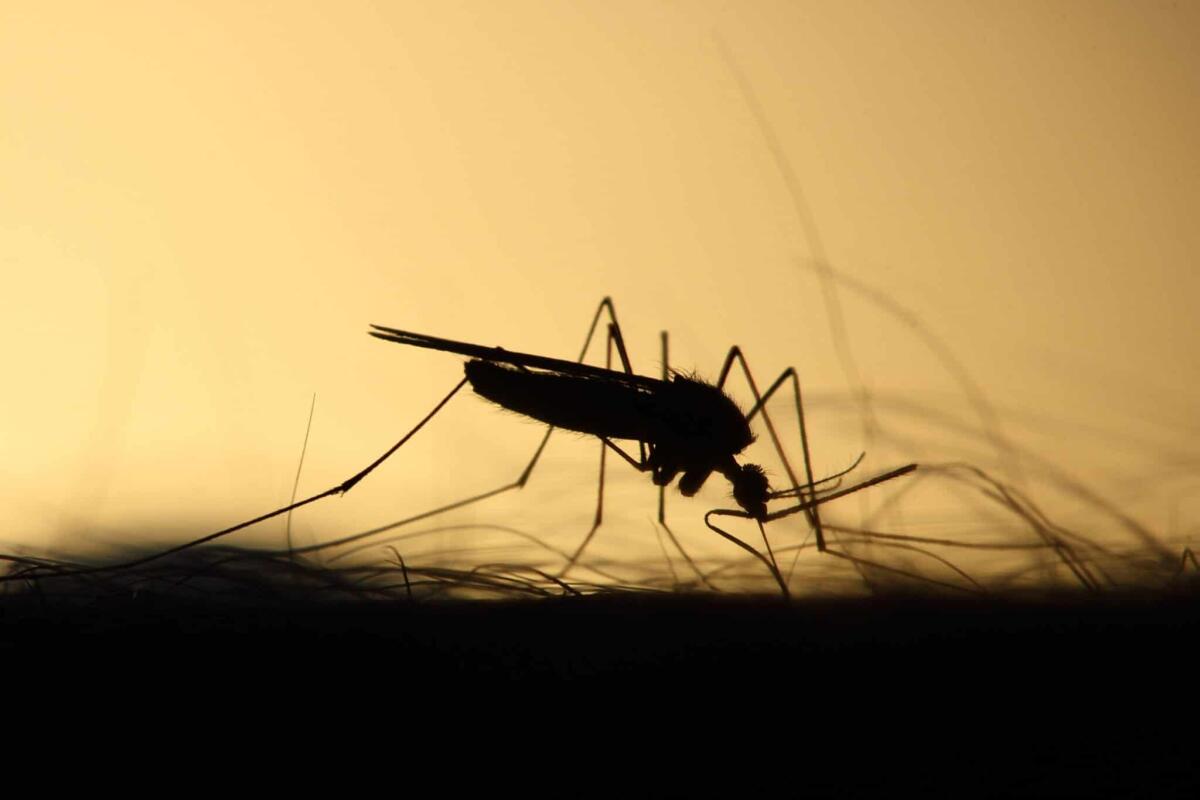 Aedes koreicus, la zanzara coreana che non teme il freddo, è sbarcata in Lombardia - 